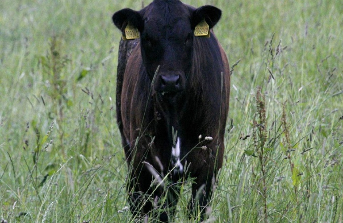 Μετάθεση ημερομηνίας για τη Γενετική Βελτίωση Ζώων