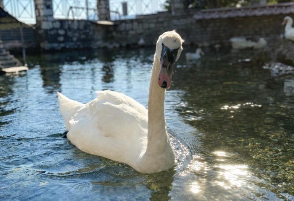 Ναύπακτος: Αφιέρωμα στον κύκνο που σημάδεψε για 20 χρόνια το Γρίμποβο