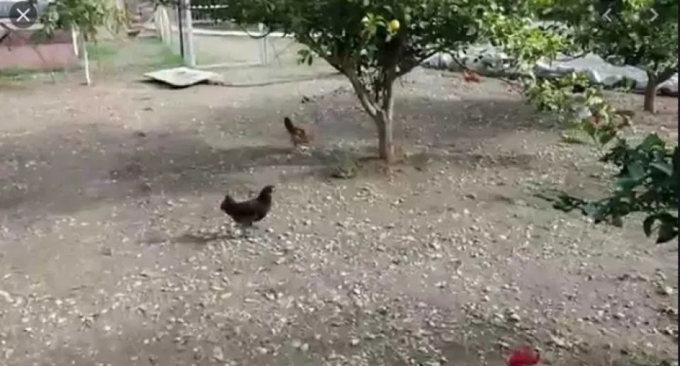 Συστάσεις από τη Διεύθυνση Κτηνιατρικής για λήψη μέτρων κατά της Γρίπης των Πτηνών