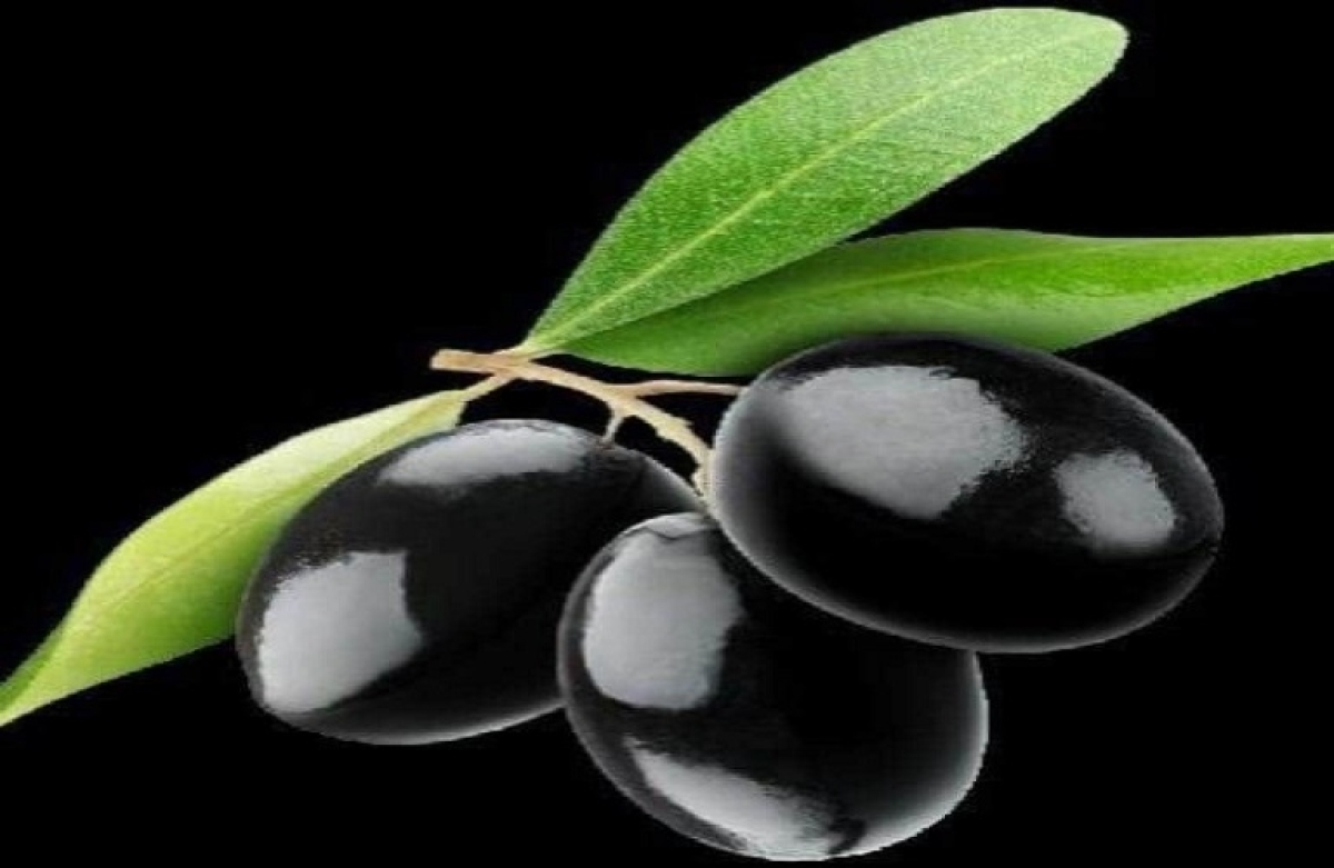 Ανάδειξη και προστασία των ελληνικών ποικιλιών ελιάς