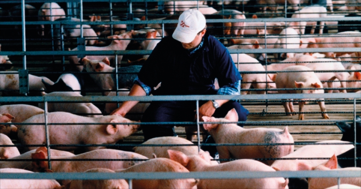 Ανίχνευση, Πρόληψη, Αναφορά: Η εκστρατεία της EFSA για την Αφρικανική Πανώλη των Χοίρων συνεχίζεται για 3η χρονιά, με σταθερή συμμετοχή της Ελλάδας