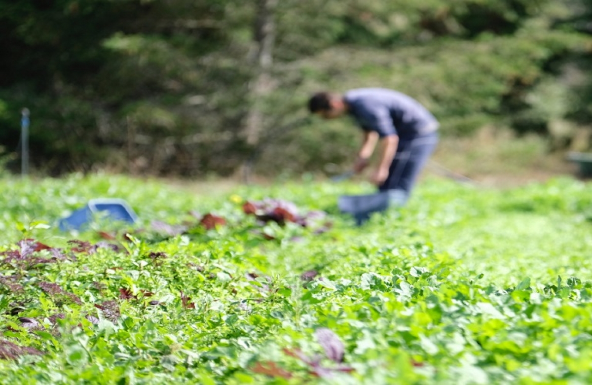 Μέχρι 31 Ιανουαρίου η επιλογή ασφαλιστικής κατηγορίας