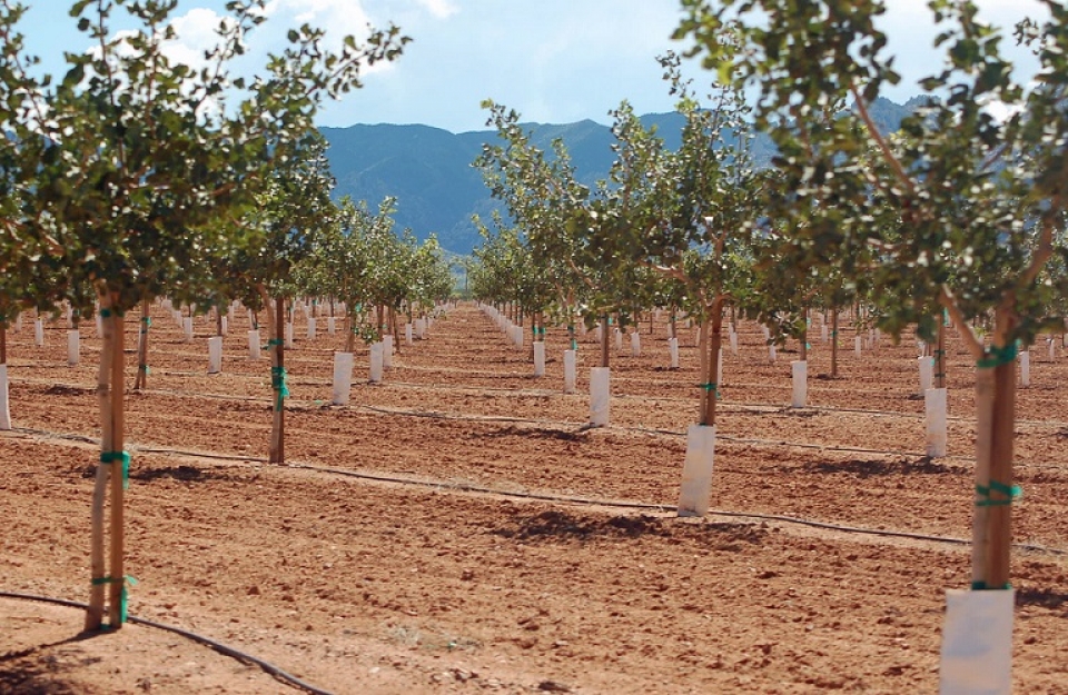 Φιστικιά - νέες φυτεύσεις