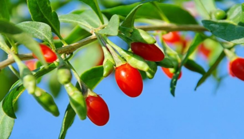 Ξέρεις τι πρέπει να τρως για να ζήσεις πάνω από… 100 χρόνια; (φωτό)