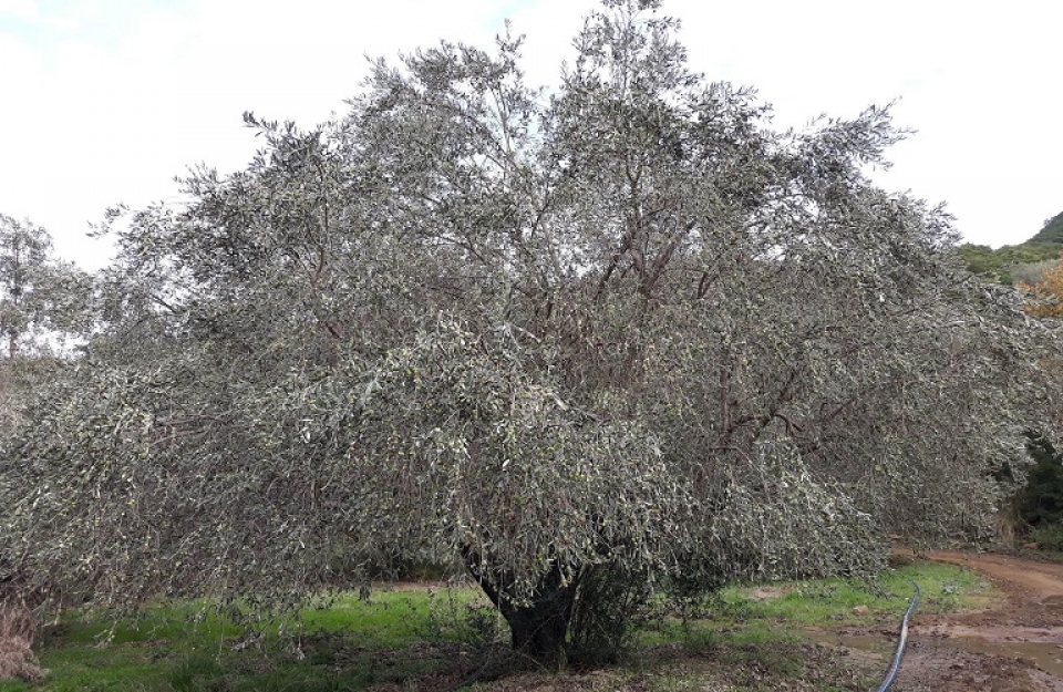 33 εκατομμύρια ευρώ σε πληγέντες παραγωγούς λόγω Covid-19