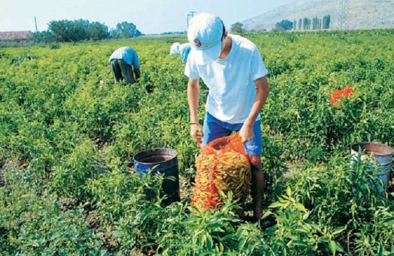 Αγρότες: παράσταση μέχρι 30/6 για την ασφαλιστική ικανότητα