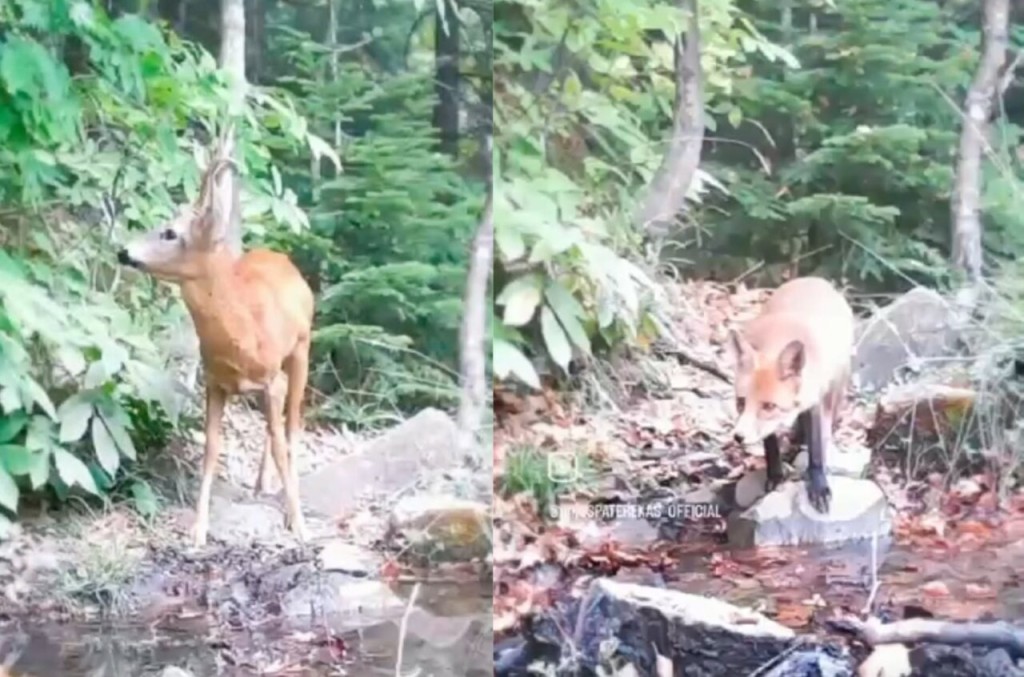 Ορεινή Ναυπακτία: 3 Μαρτίου, Παγκόσμια Ημέρα Άγριας Ζωής – Στα άγρια δάση της περιοχής μας