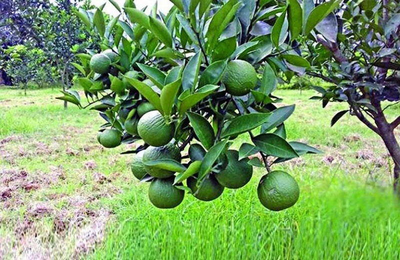 Ολοκληρωμένη διαχείριση παραγωγής εσπεριδοειδών