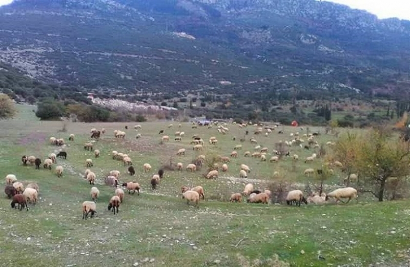 Κύκλωμα εκατομμυρίων ευρώ απέναντι στους κτηνοτρόφους