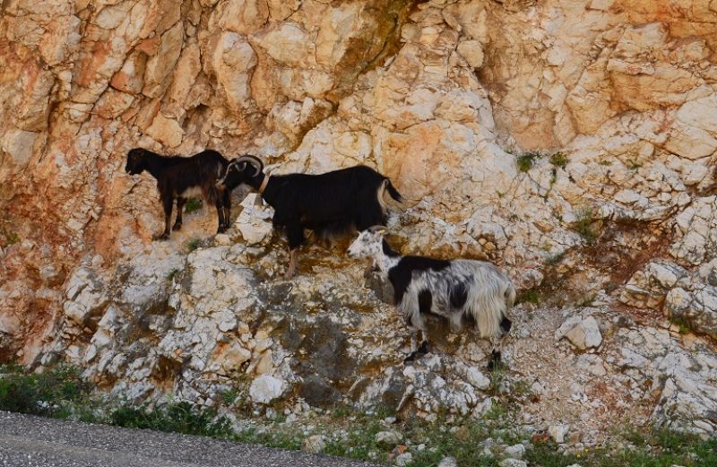 Αιτωλοακαρνανία: Έρχονται πληρωμές σε Βιολογική Γεωργία και Σπάνιες Φυλές