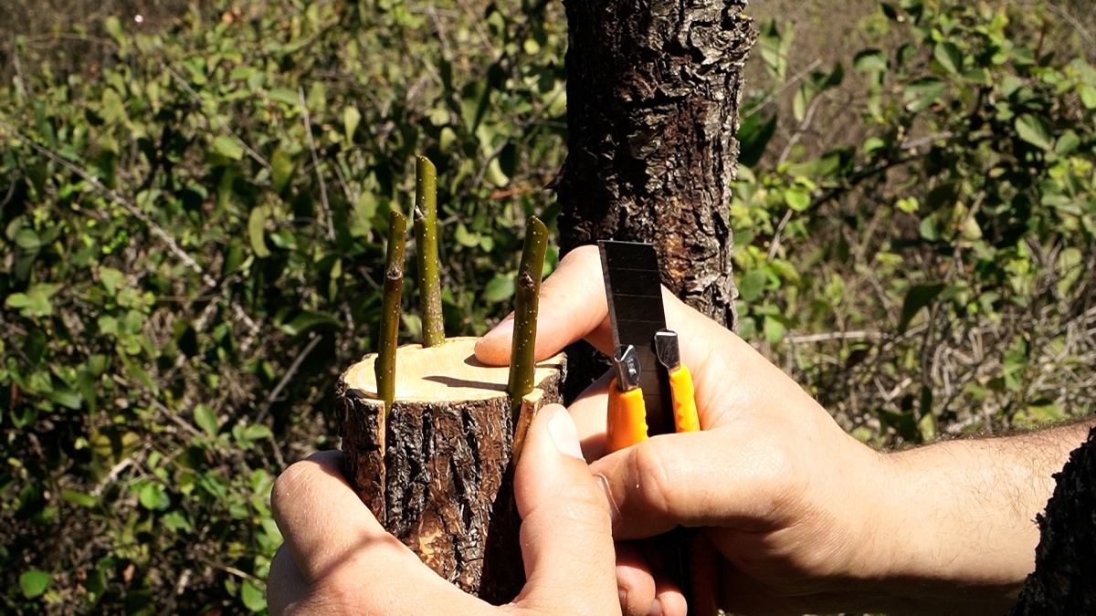 Μπόλιασμα,κέντρωμα,εμβολιασμός καρποφόρων δέντρων με διαφορετικές τεχνικές (Βίντεο)