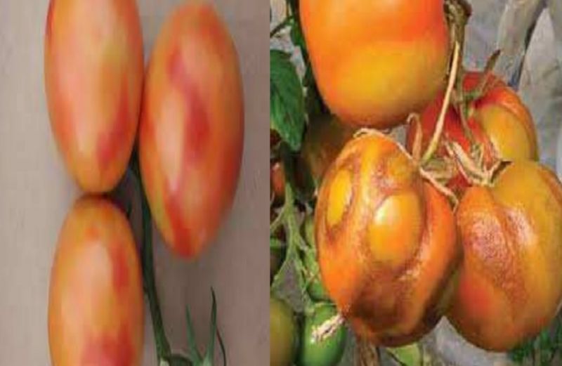 Ο ιός της καστανής ρυτίδωσης των καρπών τομάτας