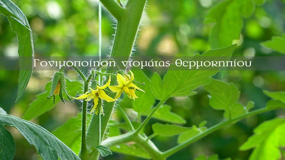 Γονιμοποίηση ντομάτας θερμοκηπίου με βομβύνο | Bombus terrestris (Βίντεο)