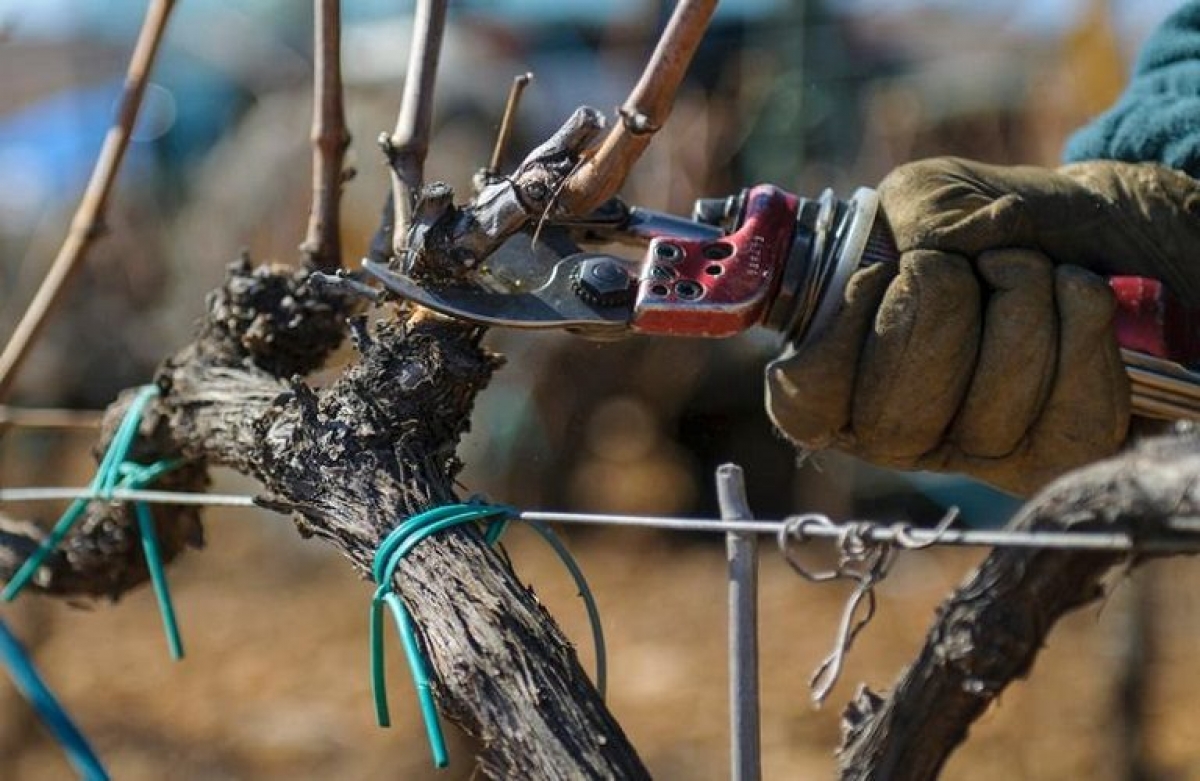 Κλάδεμα αμπέλου: αναλυτικός οδηγός για τους παραγωγούς