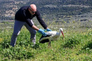 Ο «Λεπενιώτης» πελαργός έγινε κάτοικος Αγγελοκάστρου