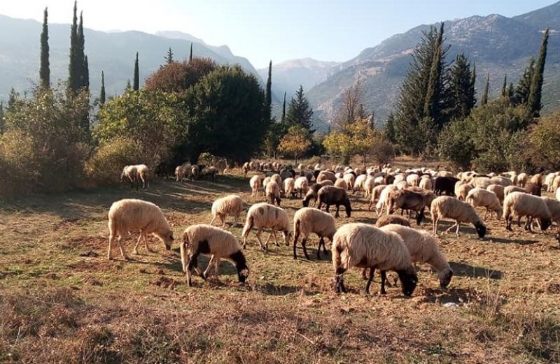 ΟΠΕΚΕΠΕ, σπάνιες φυλές, βιολογικά και απογραφή ζωικού κεφαλαίου