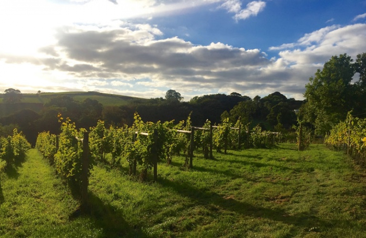 Μετά τον τρύγο