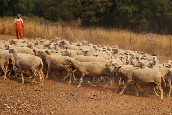 Έρχεται lockdown για τα ελληνικά αιγοπρόβατα αν δεν περιορισθεί το επόμενο δεκαήμερο η ευλογιά