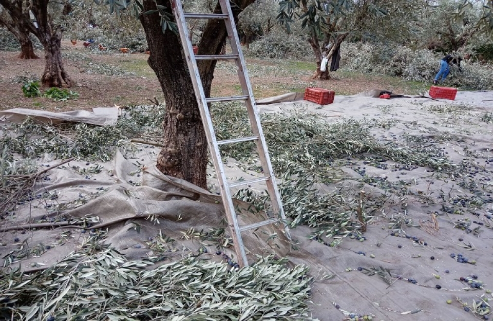 Το μάζεμα της ελιάς….σήμερα