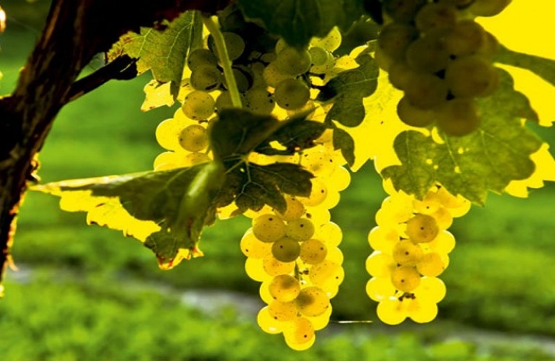 Αγωνία από τους αμπελοκαλλιεργητές εν μέσω τρύγου