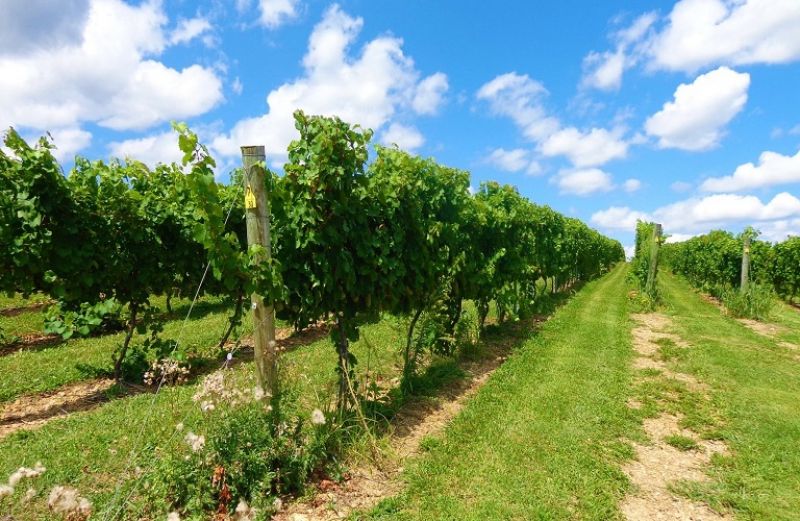 Περίοδος υψηλού κινδύνου για ασθένειες στο αμπέλι